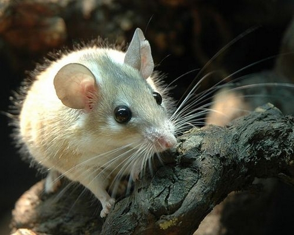 Все о мышах в Шахтах | ЗооТом - продажа, вязка и услуги для животных в Шахтах
