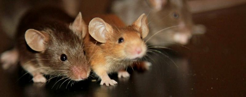 Все о мышах в Шахтах | ЗооТом - продажа, вязка и услуги для животных в Шахтах