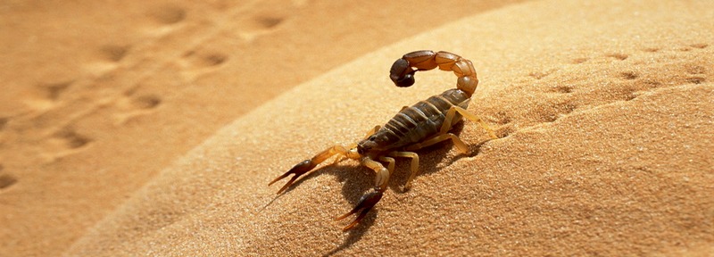 Все о скорпионах в Шахтах | ЗооТом портал о животных