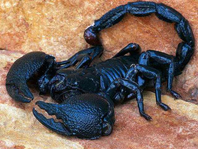 Все о скорпионах в Шахтах | ЗооТом портал о животных