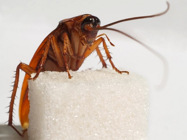Все о тараканах в Шахтах | ЗооТом портал о животных