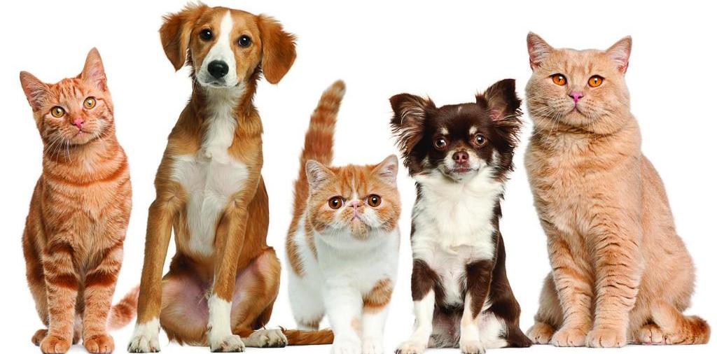 Доска объявлений о животных | ЗооТом - продажа, вязка и услуги для животных в Шахтах