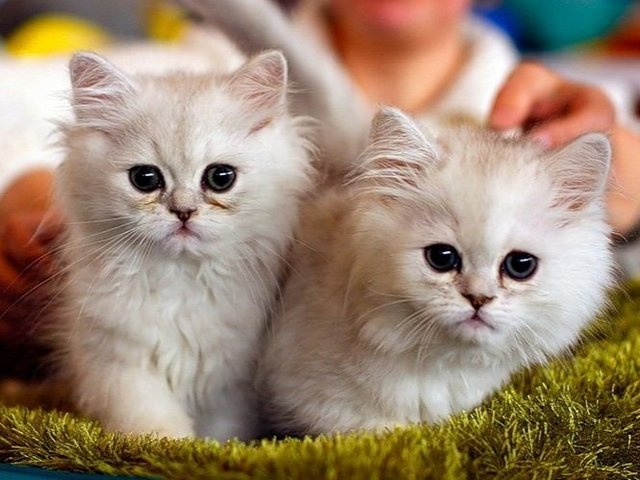 Породы кошек в Шахтах | ЗооТом портал о животных