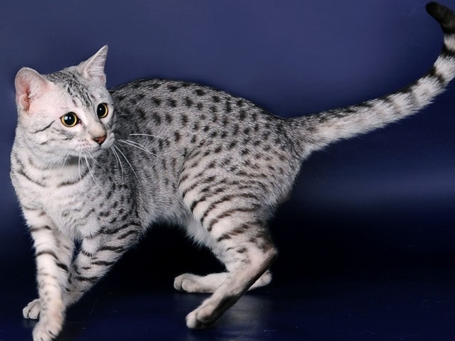 Породы кошек в Шахтах | ЗооТом портал о животных