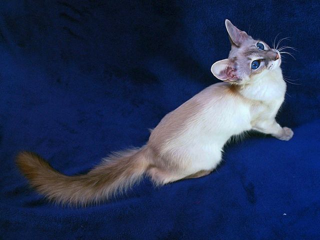 Выведенные породы кошек в Шахтах | ЗооТом портал о животных