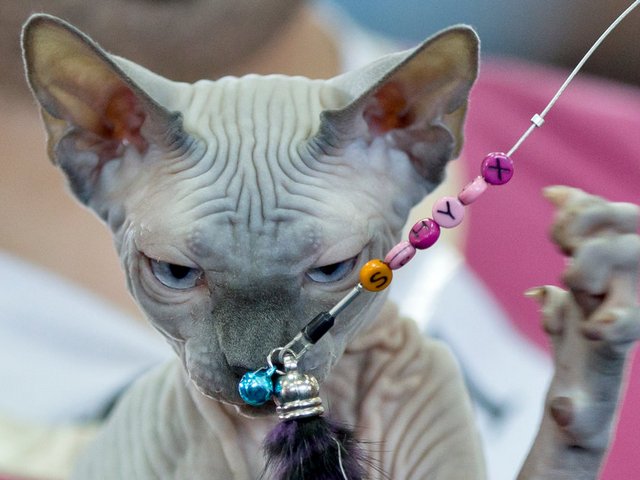 Выставки кошек в Шахтах | ЗооТом портал о животных