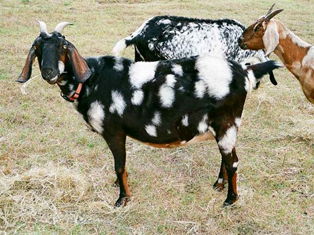 Породы коз в Шахтах | ЗооТом портал о животных