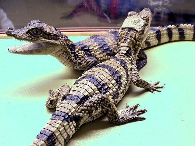 Все о крокодилах в Шахтах | ЗооТом портал о животных
