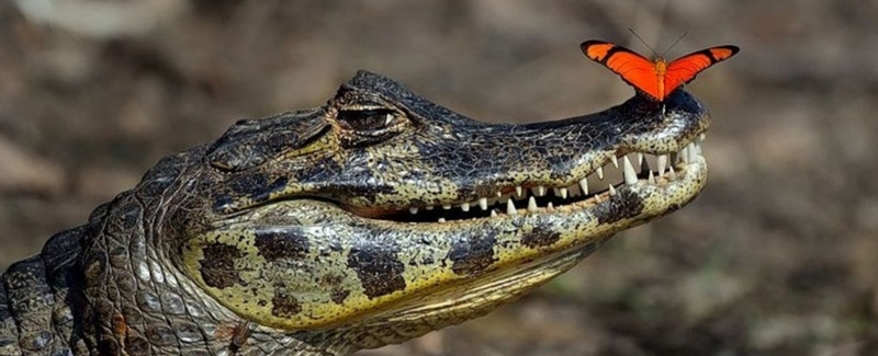 Все о крокодилах в Шахтах | ЗооТом портал о животных