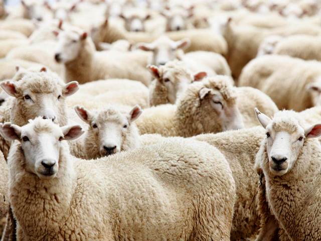 Породы овец в Шахтах | ЗооТом портал о животных