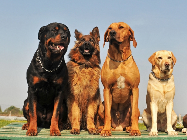 Крупные породы собак в Шахтах | ЗооТом портал о животных