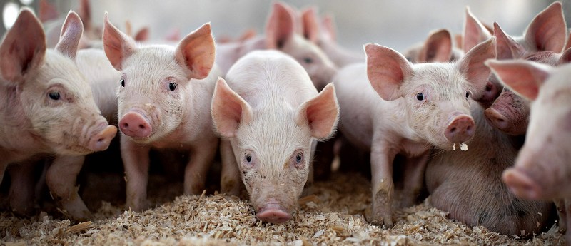 Все о свиньях в Шахтах | ЗооТом портал о животных