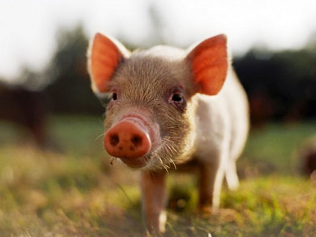 Все о свиньях в Шахтах | ЗооТом портал о животных