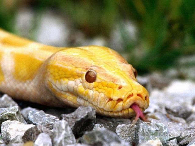 Породы змей в Шахтах | ЗооТом портал о животных