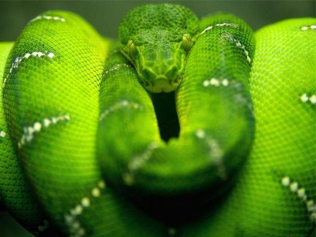 Породы змей в Шахтах | ЗооТом портал о животных